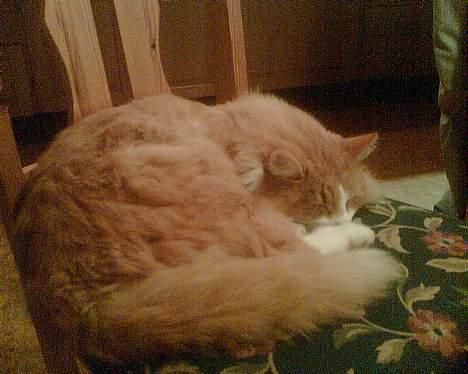 Norsk Skovkat Bølle billede 14