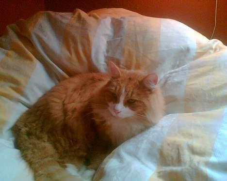 Norsk Skovkat Bølle billede 15