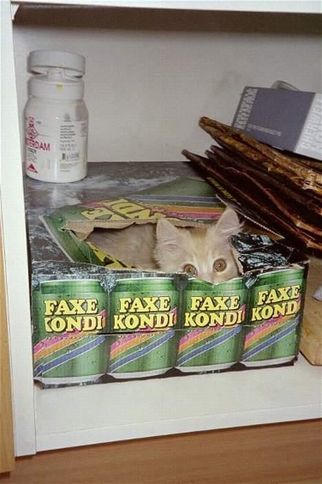 Blanding af racer Bom billede 8