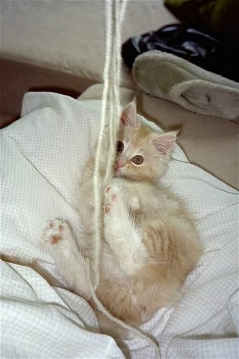 Blanding af racer Bom billede 9