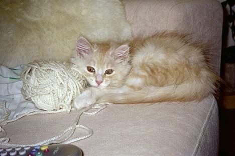 Blanding af racer Bom billede 10