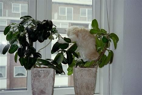 Blanding af racer Bom billede 11