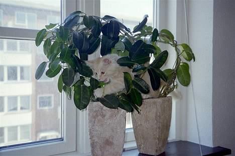 Blanding af racer Bom billede 12