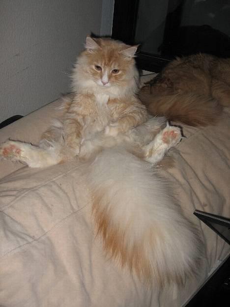 Blanding af racer Bom billede 13