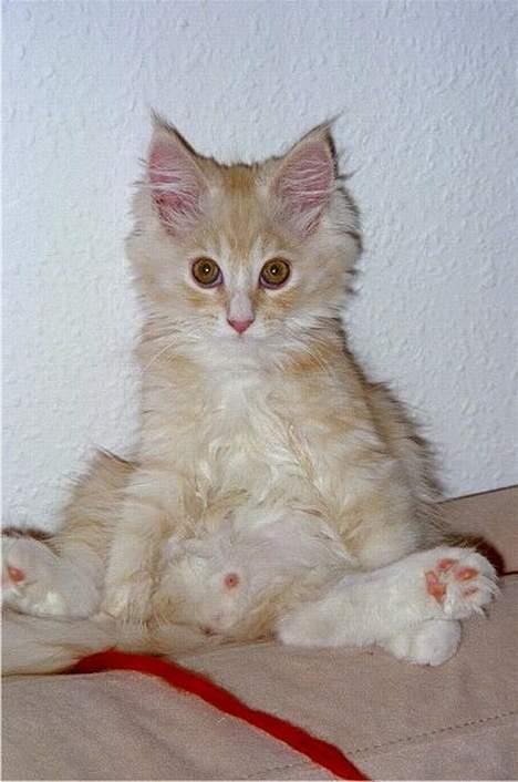 Blanding af racer Bom billede 14