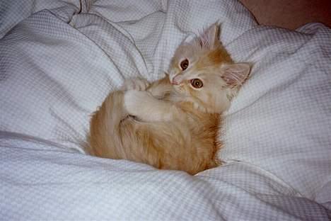 Blanding af racer Bom billede 15