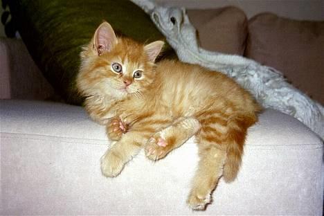 Maine Coon Tot billede 1