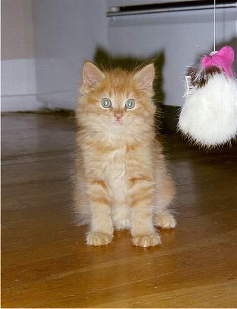 Maine Coon Tot billede 2