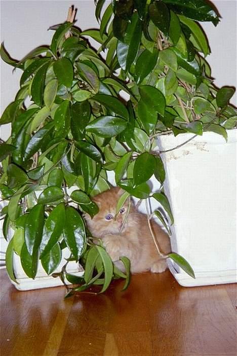 Maine Coon Tot billede 4