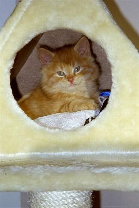 Maine Coon Tot billede 5