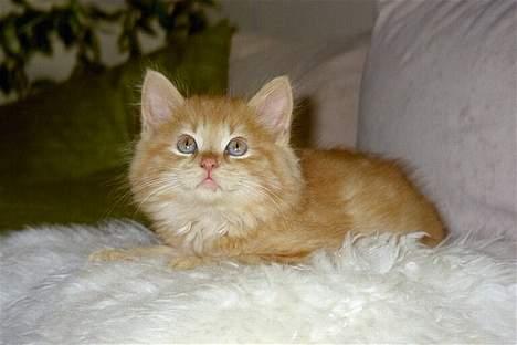 Maine Coon Tot billede 6