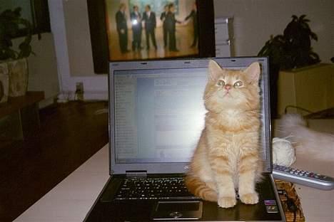 Maine Coon Tot billede 7