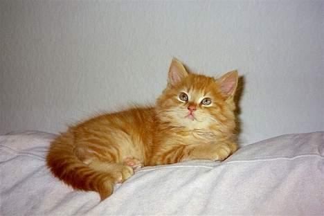 Maine Coon Tot billede 8