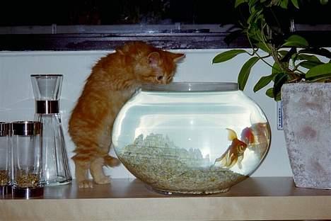 Maine Coon Tot billede 9