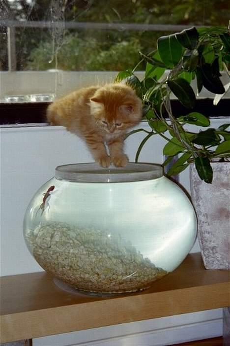 Maine Coon Tot billede 10