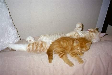 Maine Coon Tot billede 11