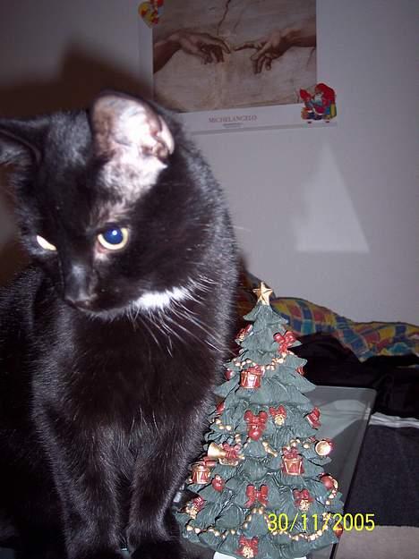 Blanding af racer Sofus - Er jeg ikke dejlig ...............og så kan mit juletræ spille musik når jeg skubber lidt til det billede 1