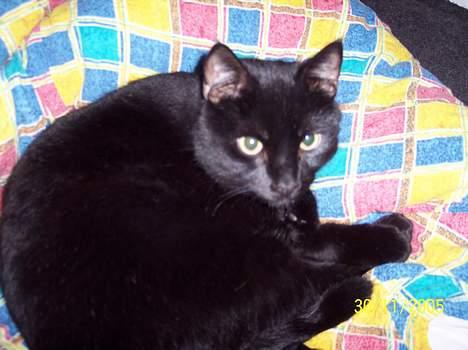 Blanding af racer Sofus - Ej, skal jeg op nu, Sofus har enm kurv med sin egen dyne i som han elsker over alt på jorden billede 2