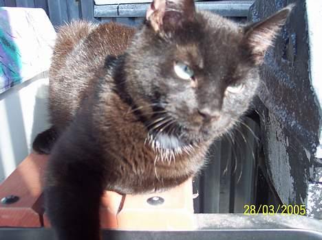 Blanding af racer Sofus - Der er nu ikke noget som et solbad, især ikke når det kan klares på en lukket altan billede 3