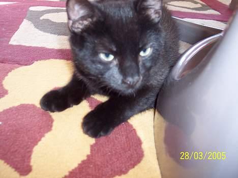 Blanding af racer Sofus - Jeg kommer og ta´r dig..........!!!!! billede 4