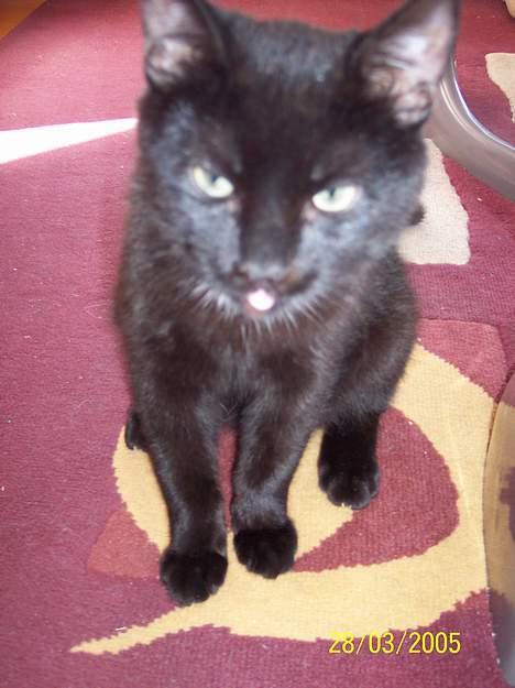 Blanding af racer Sofus - Ikke flere billeder  tak!!! billede 5