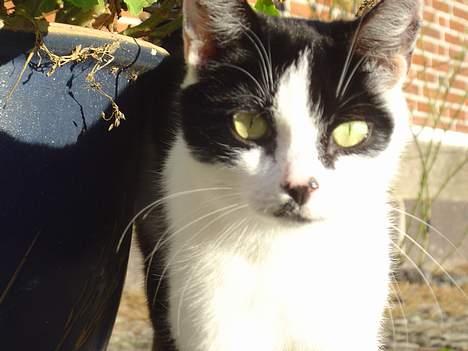 Huskat Freja - heii..er jeg ikk smuk..??? billede 1