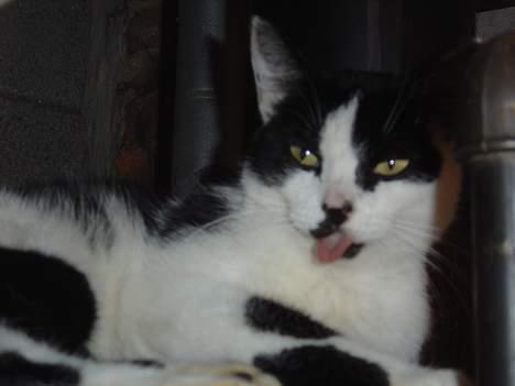 Huskat Freja - ikk flere billeder nu mette:) billede 2