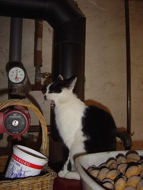 Huskat Freja - avv... det rør er næsten 200 grader... billede 3