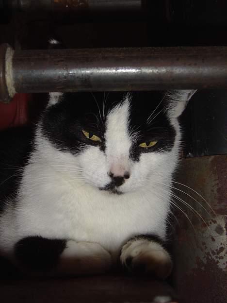 Huskat Freja billede 4