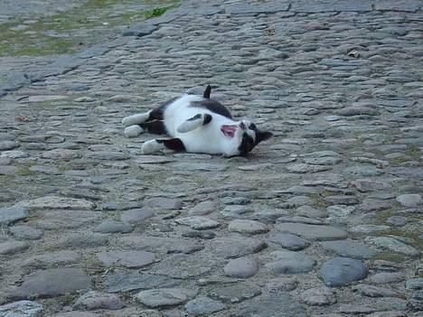 Huskat Freja - gaaab.. jaa lidt træt har man altid lov at være:) billede 5