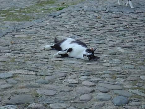 Huskat Freja - ja, jeg er jo dejlig:) billede 6