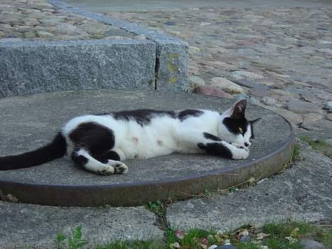 Huskat Freja billede 7