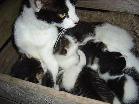 Huskat Freja - freja med sit sidste kuld killinger:) billede 8