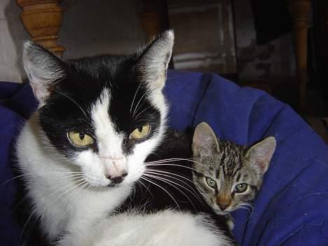 Huskat Freja - her er jeg så samm med min halv bror, som jeg har hjulpet mor med at passe:) billede 9