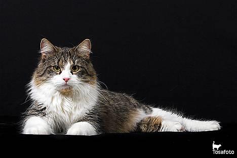 Huskat Lucas - Model billede af Lucas, taget af www.tosafoto.dk billede 19