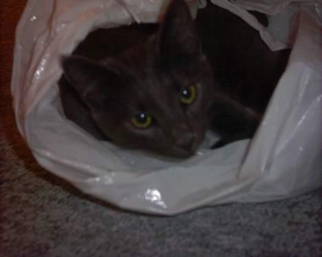 Russian Blue My (Død 29-1-06)  - Jeg ligger i en pose og hviler mig jeg ligger inde på min søster Cæcilias værelse :) billedet blev taget af:Cæcilia (datter til Ann-mari)  billede 10