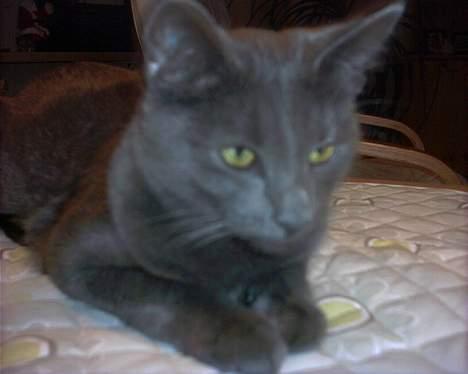 Russian Blue My (Død 29-1-06)  - Jeg er en lille foto model ;) billedet blev taget af:Cæcilia (datter til Ann-mari) billede 11