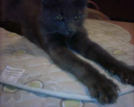 Russian Blue My (Død 29-1-06)  - også skal man strække sig ud :D billedet blev taget af:Cæcilia (datter til Ann-mari) billede 12