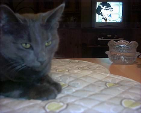 Russian Blue My (Død 29-1-06)  - Skulle lige tages billede af imens fjernsynet kørte ;P billedet blev taget af:Cæcilia (datter til Ann-mari) billede 13