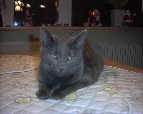 Russian Blue My (Død 29-1-06)  - Er ved at være rimelig træt af at blive taget billede af! billedet blev taget af:Cæcilia (datter til Ann-mari) billede 14