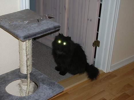 Perser HANkatten Lady - Look at my shiny eyes ;) billede 20