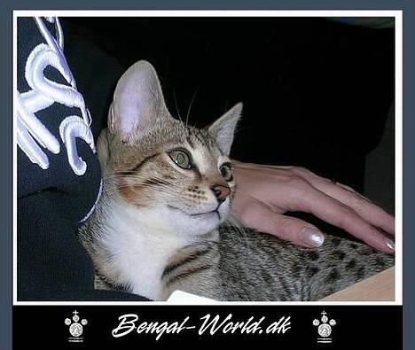 Bengal : Ricco  - Jeg må helre følge med når de voksne snakker  billede 3