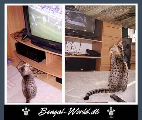 Bengal : Ricco  - 12.03.2006 Ricco Ser utrolig meget tv :-/ billede 4