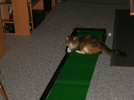 Maine Coon Zeneva billede 16