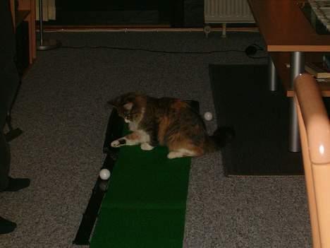 Maine Coon Zeneva billede 17