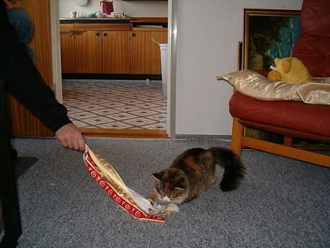 Maine Coon Zeneva billede 18