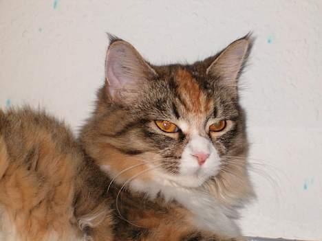 Maine Coon Zeneva billede 19