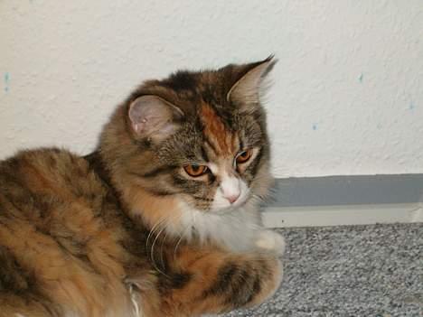 Maine Coon Zeneva billede 20