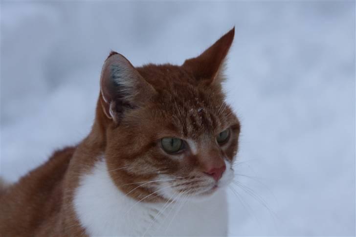 Blanding af racer Henry  - i må vente jeg skal sove nu billede 1