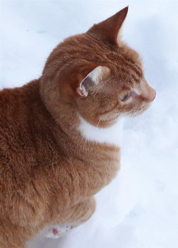 Blanding af racer Henry  - ej skal jeg fotograferes så se på mig hallo billede 2